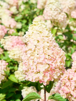 Гортензия Пантеон (Pantheon) метельчатая купить с доставкой величественный сорт, названный в честь храма всех богов! И действительно, эта роскошная красавица достойна поклонения. Огромные конусовидные соцветия напоминают пышные фонтаны – сначала молочно-белые, затем постепенно розовеют, а к осени становятся насыщенно-малиновыми с легким пурпурным оттенком. Соцветия настолько плотные, что кажутся высеченными из мрамора.Такое великолепие не оставит равнодушным даже самого взыскательного цветовода!