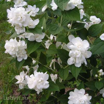 Чубушник Зоя Космодемьянская купить с доставкой Красивейший компактный обильноцветущий куст с шаровидной кроной