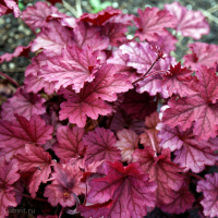 Гейхера Берри Смузи (Berry Smoothie)
