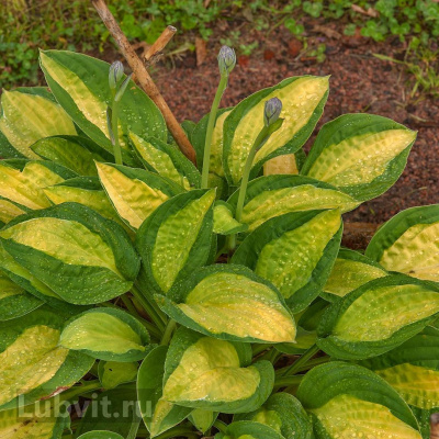 Хоста Ти Дауг (T-Dawg) [M] купить с доставкой вызывает радостное и весёлое чувство легкости и шалости, недаром ее название переводится, как "Цыганская Роза". Ее листва с желтым центром и малахитовой каймой поможет создать цветовой акцент на Вашей клумбе. Эта миниатюрная хоста смотрится очень вдохновляюще!