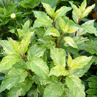 Гортензия Шикоку Флеш (Shikoku Flash) метельчатая