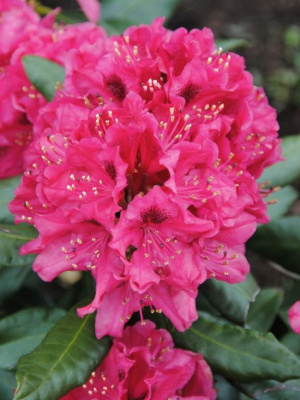 Рододендрон Нова Зембла (Nova Zembla) купить с доставкой 