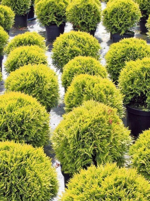 Туя западная Даника Аурея (Danica Aurea)  купить с доставкой ​Туя Даника Аурея – настоящий солнечный шарик в саду! Миниатюрная золотистая красавица притягивает взгляды круглый год. Сочная лимонно-жёлтая хвоя переливается на солнце, создавая яркое пятно даже в пасмурную погоду.