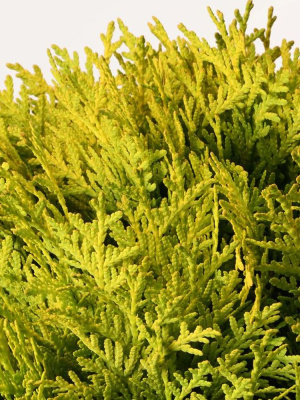 Туя западная Даника Аурея (Danica Aurea) 1c купить с доставкой 