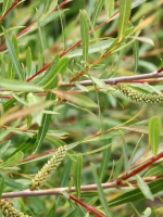 Ива Грацилис (Gracilis)