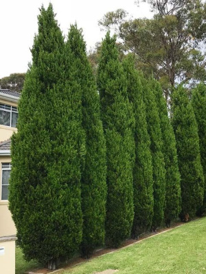 Туя западная Фастигиата (Fastigiata) купить с доставкой 