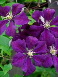 Клематис Этуаль Виолет (Etoile Violette)