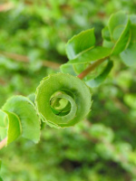 Ива вавилонская Криспа (Crispa)