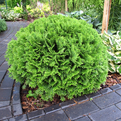 Туя шаровидная Даника (Danica) купить с доставкой 