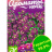 Алиссум Фиолетовая Королева [Семена алтая] купить с доставкой - Алиссум Фиолетовая Королева [Семена алтая] купить с доставкой