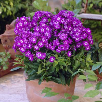 Флокс Успех купить с доставкой 