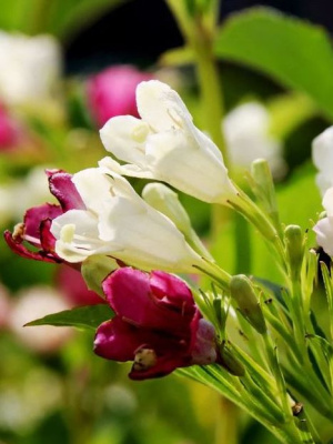 Вейгела Марджори (Marjorie) купить с доставкой настоящая сказка для вашего сада! Этот восхитительный кустарник буквально усыпан крупными воронковидными цветками нежно-розового цвета с более темным зевом. Цветение настолько обильное, что порой за цветами не видно листвы! Весной куст покрывается нежными бутонами, которые постепенно раскрываются в изящные колокольчики. А главная изюминка сорта – повторное цветение в конце лета, когда большинство кустарников уже отцвело. В это время Марджори снова радует глаз своими нежными цветами, словно хочет напомнить о весеннем великолепии. Яркая зеленая листва служит прекрасным фоном для цветущего куста, а осенью приобретает желтоватые оттенки, продлевая декоративность растения.