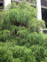 Туя западная Филиформис (Filiformis)