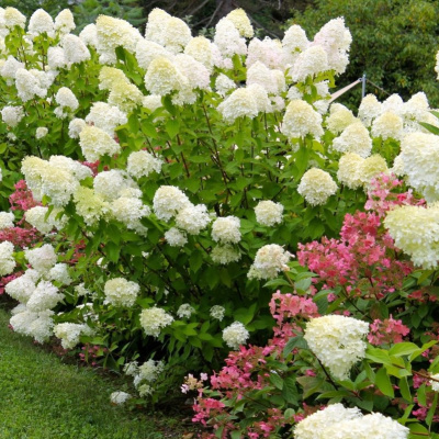 Гортензия Ассортимент купить с доставкой это сортовая гортензия для которой утеряны указатели сортов
