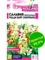 Сальвия Редди Вайт Сюрпрайз сверкающая [Семена алтая]