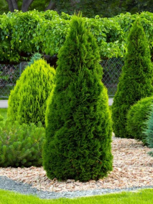 Туя западная Розенталь (Rosenthalii) купить с доставкой 