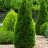 Туя западная Розенталь (Rosenthalii) купить с доставкой - Туя западная Розенталь (Rosenthalii) купить с доставкой
