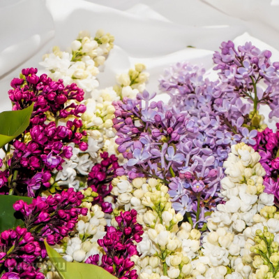 Сирень Ассортимент купить с доставкой это сортовая сирень для которой утеряны указатели сортов