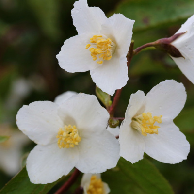 Чубушник Старбрайт (Starbright) купить с доставкой Чубушник Старбрайт или «Яркая звезда» - это один из самых красивых и изысканных цветущих кустарников, украшающих приусадебные участки и сады. Из-за роскошного белоснежного цветения и приятного, медового аромата чубушник часто путают с жасмином. Благодаря эффектному внешнему виду и продолжительному цветению этот кустарник получил популярность среди садоводов и стал настоящим любимцем ландшафтных дизайнеров.