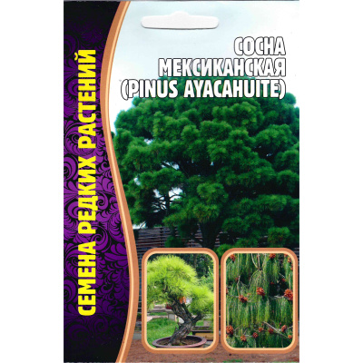 Сосна мексиканская [Семена редких растений] купить с доставкой В странах с жарким климатом культивируется в промышленных целях.