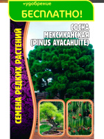 Сосна мексиканская [Семена редких растений]