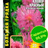 Клевер Красный [Семена редких растений]