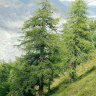 Лиственница (Larix)