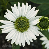 Эхинацея Верджин (Virgin)