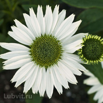 Эхинацея Верджин (Virgin) купить с доставкой эта невероятно нежная красавица привнесет нотки легкого романтизма в Ваш сад