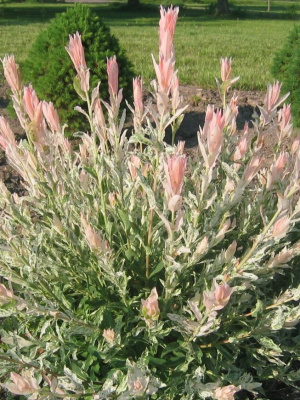 Ива Хакуро Нишики (Hakuro Nishiki) купить с доставкой экзотическая гостья привнесет изысканность и великолепие в Ваш сад