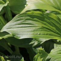 Хоста Ханибеллз (Honeybells) [L]