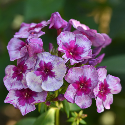 Флокс Самоцветы купить с доставкой цветы ароматные, с яркой пурпурной звездой в центре и однотонными дымчатыми лепестками