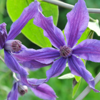Клематис Сизая Птица (Sizaia Ptitsa)