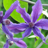 Клематис Сизая Птица (Sizaia Ptitsa)