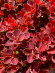 Барбарис Руби Стар (Ruby Star) купить с доставкой Барбарис Руби Стар (Ruby Star) купить с доставкой
