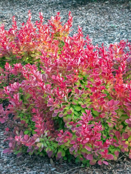 Барбарис Руби Стар (Ruby Star) купить с доставкой Барбарис Руби Стар (Ruby Star) купить с доставкой