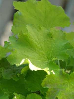 Гейхера Лимон Динозавр (Lemon Dinosaur) купить с доставкой 