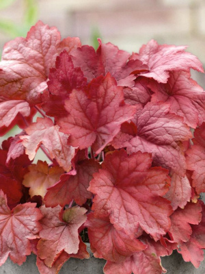 Гейхера Магма (Magma) купить с доставкой 