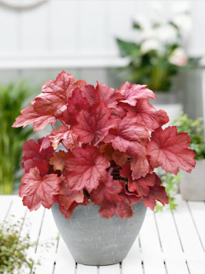 Гейхера Магма (Magma) купить с доставкой эффектный фактурный куст с яркой листвой, которая притягивает взгляды. Свой насыщенно-красный цвет гейхера не теряет в течение всего сезона. Крупные листья будут видны в саду на клумбе даже издалека.