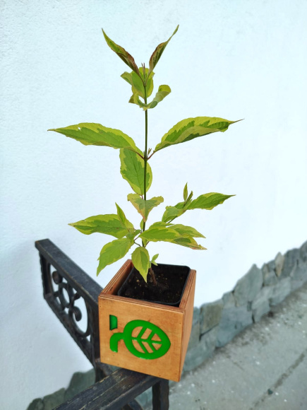 Дерен Гоучаулти (Gouchaultii) купить с доставкой Дерен Гоучаулти (Gouchaultii) купить с доставкой