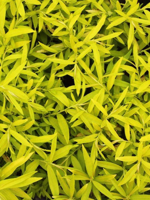 Ива сахалинская Голден Саншайн (Golden Sunshine) купить с доставкой удивительно красивый сорт, который станет «золотым солнцем» любого сада