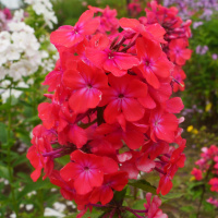 Флокс Горицвет