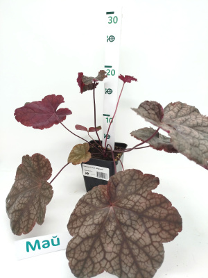 Гейхера Магнум (Magnum) купить с доставкой 