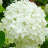 Гортензия Стронг Аннабель (Strong Annabelle) древовидная купить с доставкой - Гортензия Стронг Аннабель (Strong Annabelle) древовидная купить с доставкой