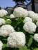 Гортензия Стронг Аннабель (Strong Annabelle) древовидная купить с доставкой