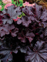 Гейхера Гранд Блэк (Grande Black)