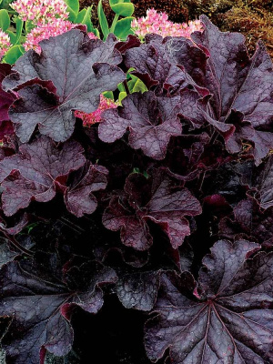 Гейхера Гранд Блэк (Grande Black) купить с доставкой 