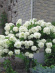 Гортензия Грандифлора (Grandiflora) метельчатая купить с доставкой Гортензия Грандифлора (Grandiflora) метельчатая купить с доставкой