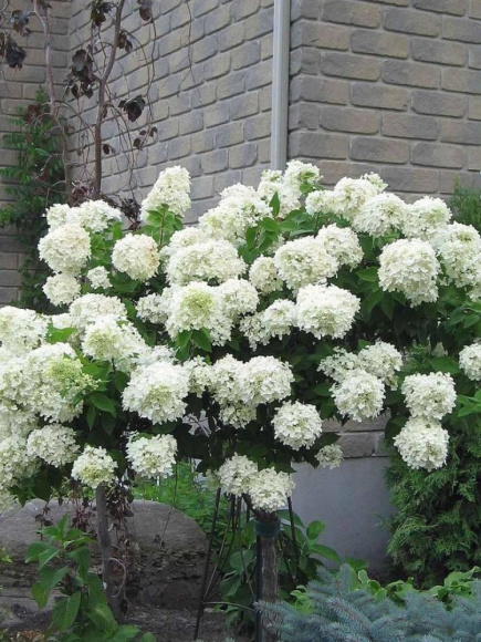 Гортензия Грандифлора (Grandiflora) метельчатая купить с доставкой Гортензия Грандифлора (Grandiflora) метельчатая купить с доставкой