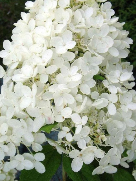Гортензия Грандифлора (Grandiflora) метельчатая купить с доставкой Гортензия Грандифлора (Grandiflora) метельчатая купить с доставкой